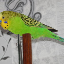 Схема вышивки «попугай»