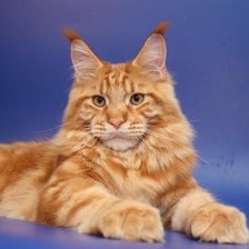 Схема вышивки «мейн-кун»