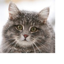 Схема вышивки «Кот»