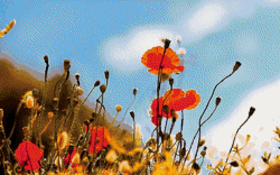 маки в поле - небо, солнце, лето, маки, цветы, поле - предпросмотр