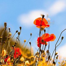 Схема вышивки «маки в поле»