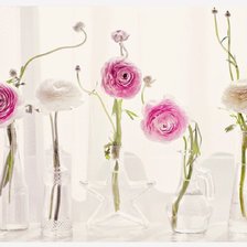 Схема вышивки «ранункулюс»