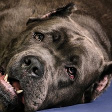 Схема вышивки «кане-корсо»