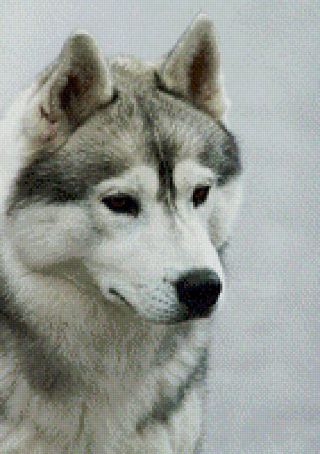 Хаски - предпросмотр