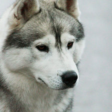 Схема вышивки «Хаски»