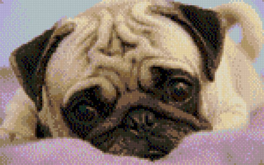 мопсик - грусть, собака - предпросмотр