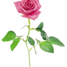 Схема вышивки «Роза»