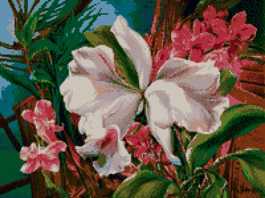 архидея белая - цветы, архидея - предпросмотр