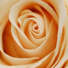 Схема вышивки «роза - часть 2»