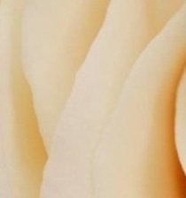 Схема вышивки «Роза-часть 1»