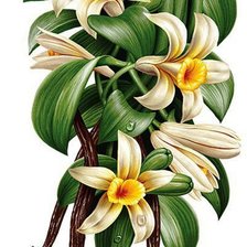 Схема вышивки «ваниль»