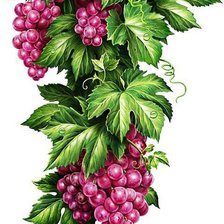 Схема вышивки «виноградная тема»