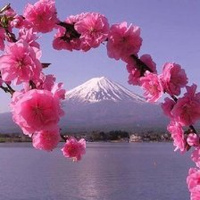 сакура (нитки кирова)