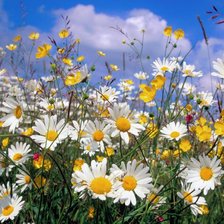 Схема вышивки «ромашки»