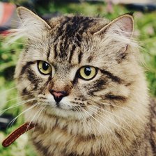 Схема вышивки «кот Томас»