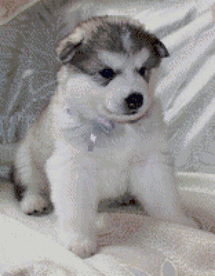 Маламутик - щенки маламут вышивка - предпросмотр