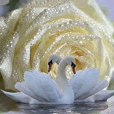 Схема вышивки «лебеди»