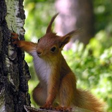 Схема вышивки «Лесная проказница»