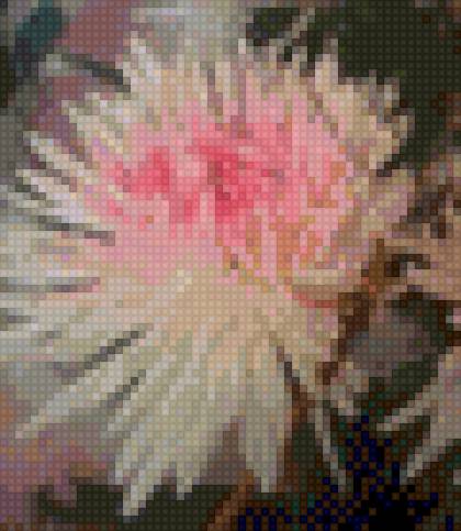 Хризантема - цветы - предпросмотр