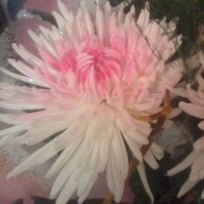 Хризантема