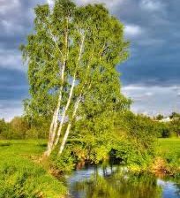 Схема вышивки «береза»