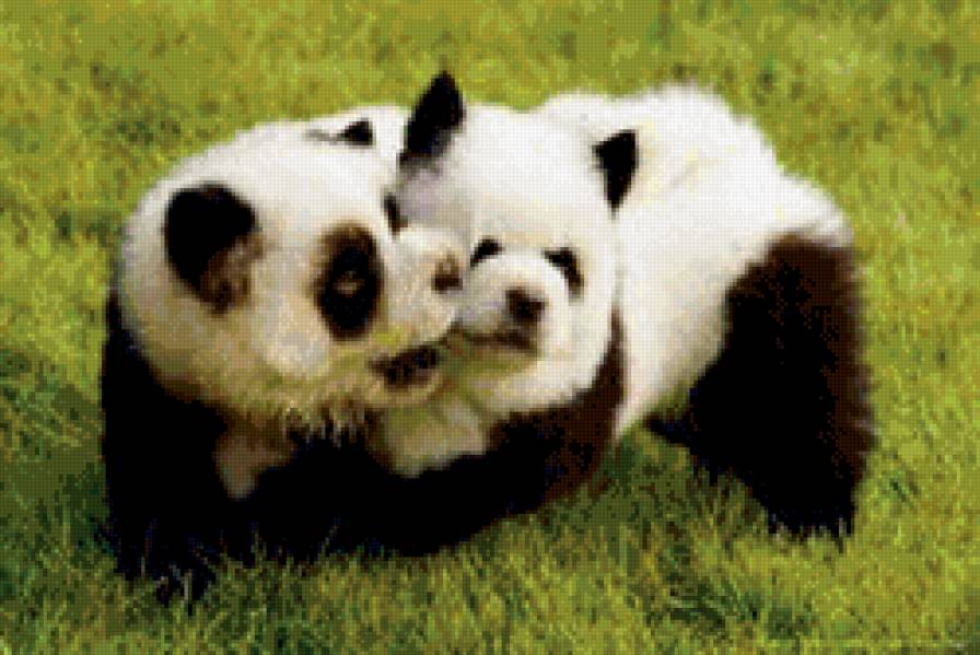 Панды - луг, медведи - предпросмотр