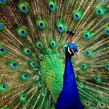 Схема вышивки «Павлин»