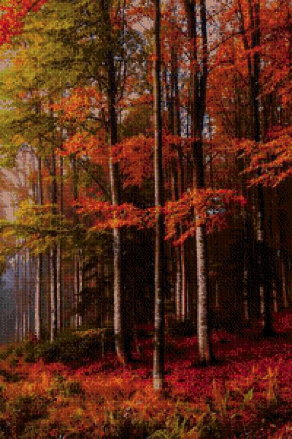 Осень багряная. - лес, осень, багрянец - предпросмотр