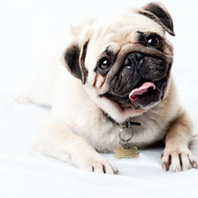 Схема вышивки «мопс»