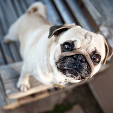 Схема вышивки «мопс»