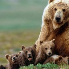 Схема вышивки «МЕДВЕЖЬЕ СЕМЕЙСТВО»
