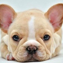 Схема вышивки «Забавный щенок»