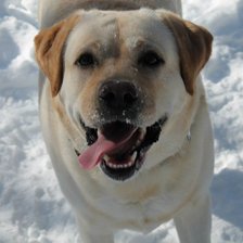 Схема вышивки «кука»