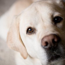 Схема вышивки «кука»