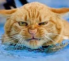 Схема вышивки «Рыжий котяра.»