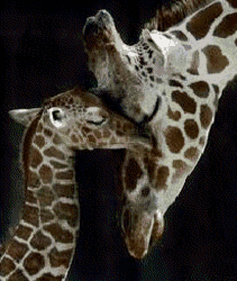 Мамина нежность - жирафы - предпросмотр