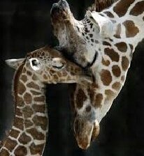 Мамина нежность