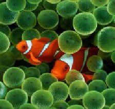 Схема вышивки «Рыбки - клоуны.»