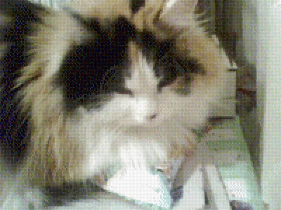 муся киса - кошки - предпросмотр