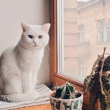 Схема вышивки «Снежинка»