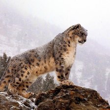 Схема вышивки «Барс»