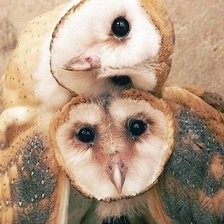 Схема вышивки «совы»