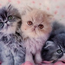 Схема вышивки «котята»