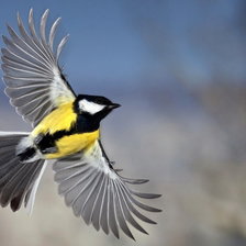 Схема вышивки «синичка»