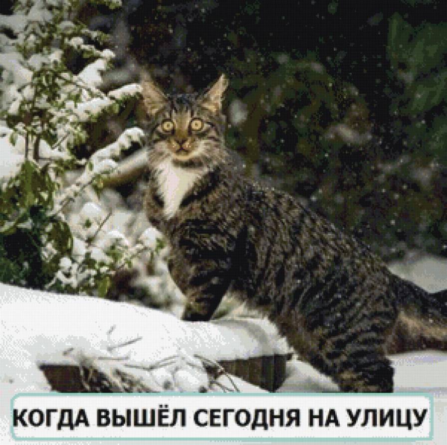 Зима? - снег, кот, деревья, зима - предпросмотр