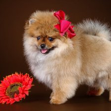 Схема вышивки «леди собачка»