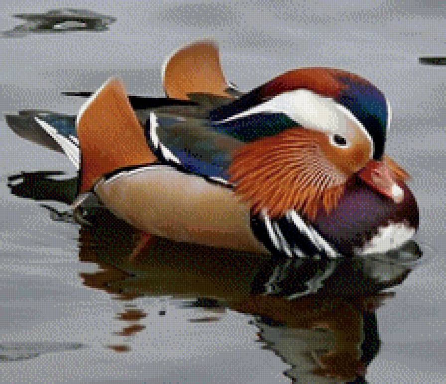 Утка мандаринка - утка, птицы, утка мандаринка - предпросмотр