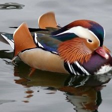 Схема вышивки «Утка мандаринка»