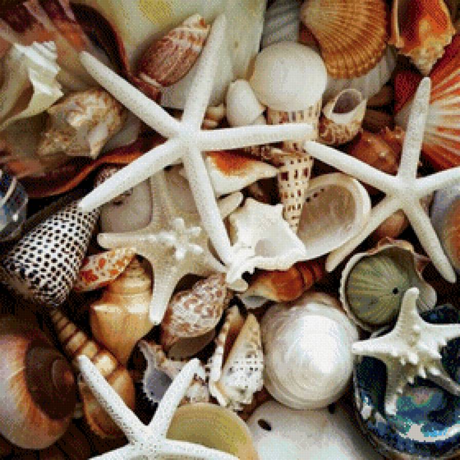 Ракушки - море, ракушки - предпросмотр