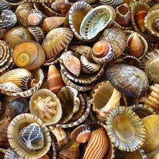 Схема вышивки «Ракушки2»